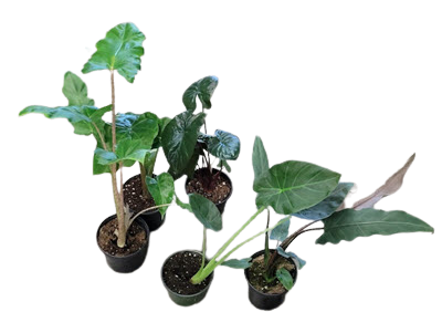 Alocasia Assortment